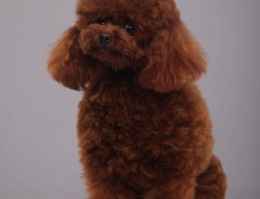 Той-Пудель: Породисті хлопчики ред-браун