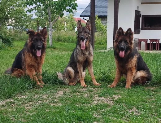 Німецька-Вівчарка: Цуценята з документами КСУ