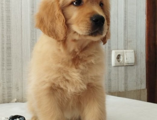 Золотистий ретривер: Яскраво-рудий хлопчик у пошуку сім’ї