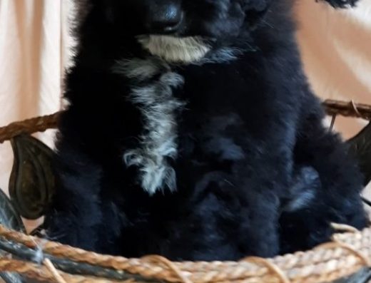 Той-Пудель: Хлопчики та дівчатка з документами