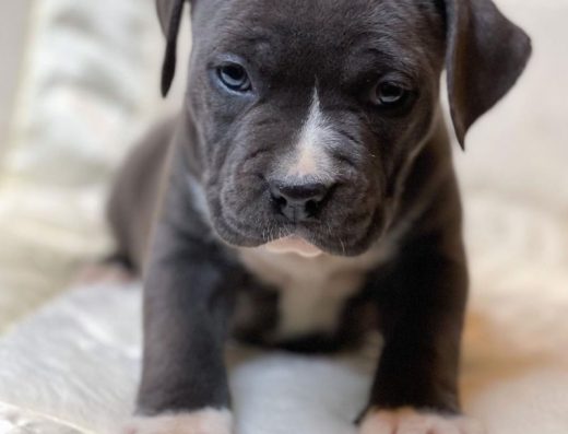 Американський стаффордширський тер’єр: Цуценята шоу-класу