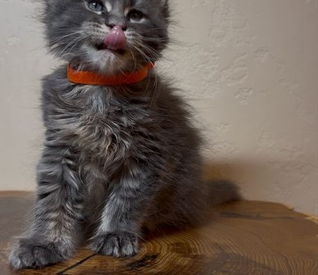 Мейн-кун: Велика дівчинка шоу-класу