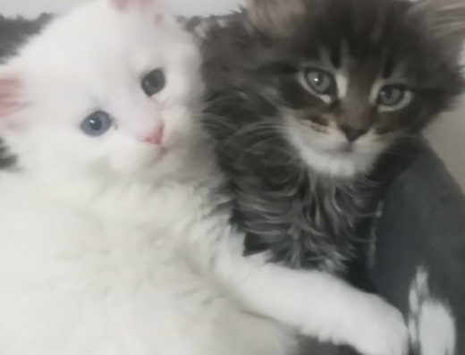 Кошенята мейнкунята продам