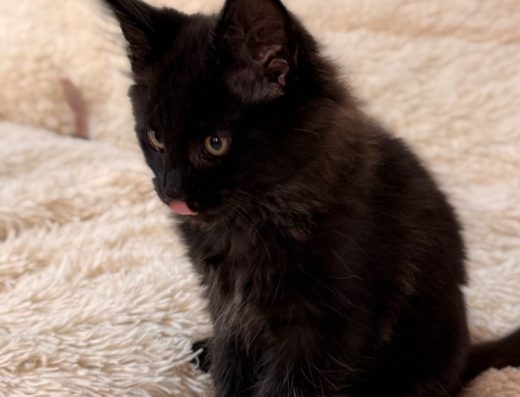 Чистокровні хлопчики породи Мейн-кун