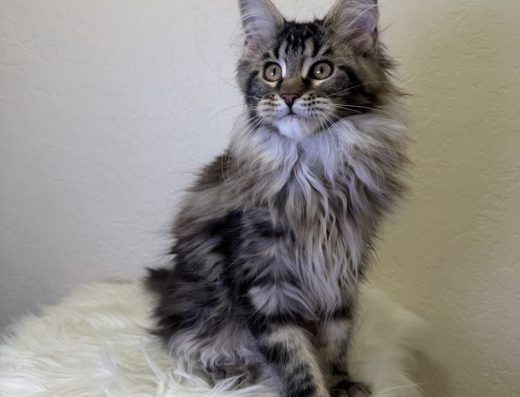 Мейн-кун: Дівчинка із забарвленням чорний мармур