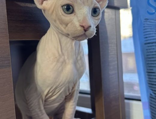 Котята канадского сфинкса