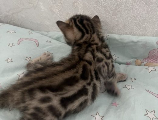 Бронювання бенгальських кошенят