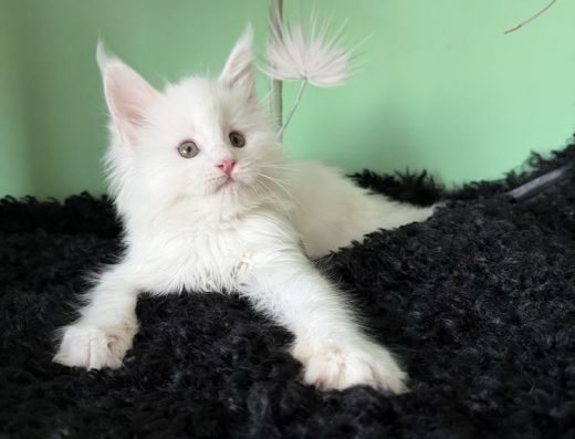 Кошенята мейн-кун