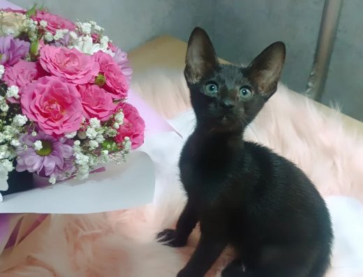 Орієнтальні кошенята