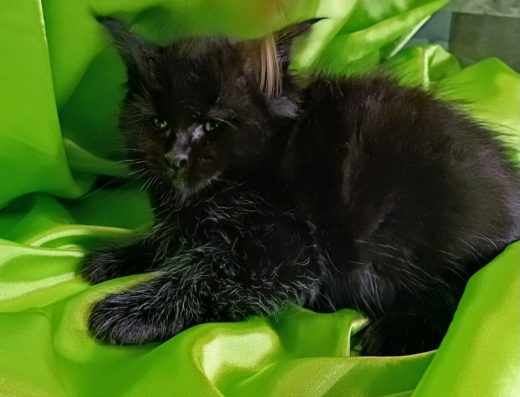 Шикарні кошенята Мейн Кун