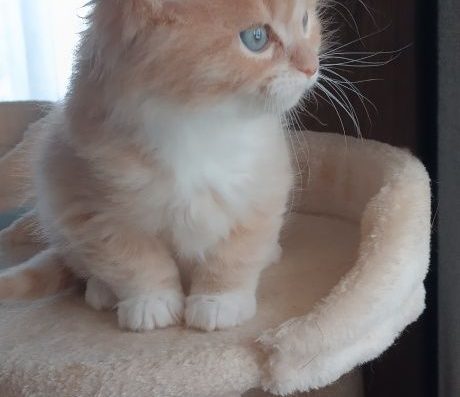 Котята породы мейн кун.