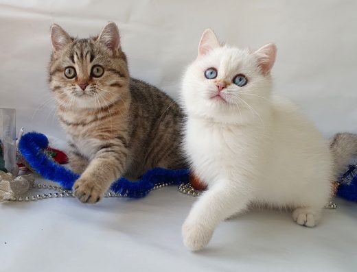 Київ котики три місяці клубні британці. Кошенята кошенята кошеня