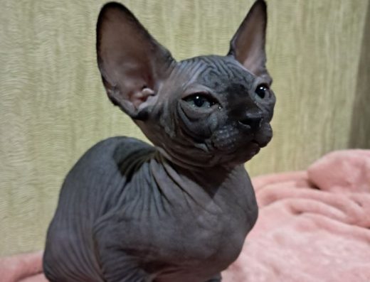 Малюки канадського сфінкса (ельфіни)