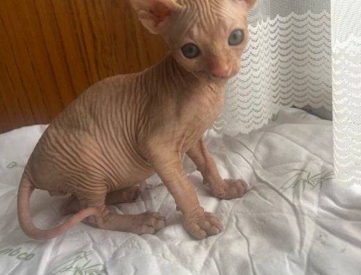 Кошенята сфінкси