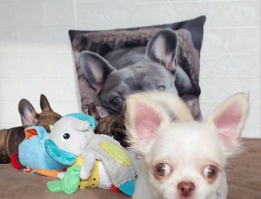 Чихуахуа: Міні-дівчинка білого забарвлення