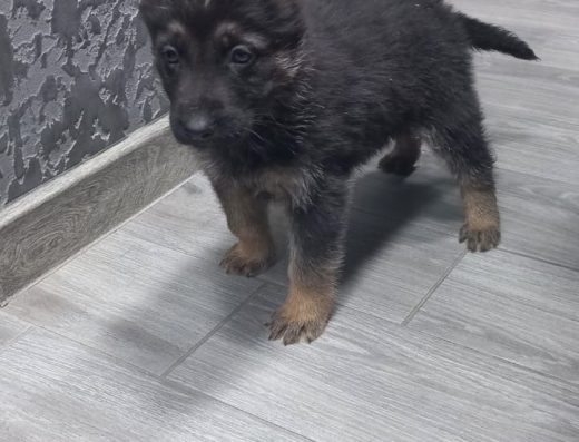Німецька вівчарка: Цуценята готові до бронювання