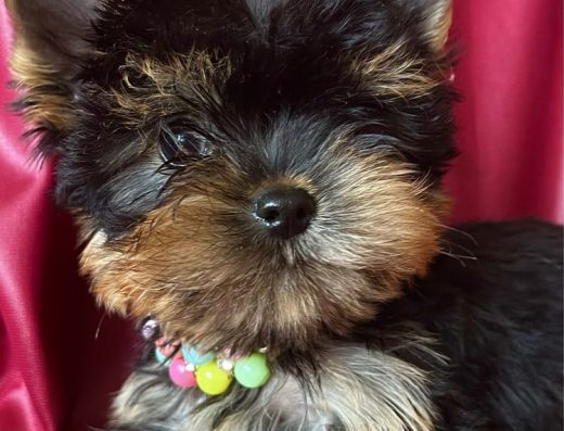 Йоркширський-Тер’єр: Красивий породний міні-хлопчик