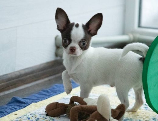 Чихуахуа: Маленький хлопчик з документами КСУ