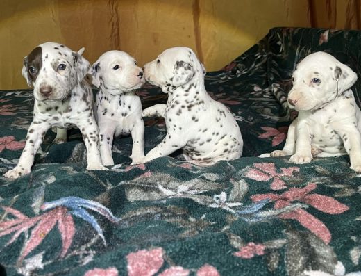 Далматин: Хлопчики готові до бронювання