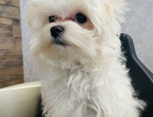 Мальтійська болонка: Привчений до пелюшки малюк