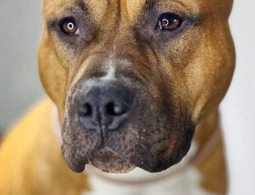 Американський стаффордширський тер’єр: Чистокровні красунчики