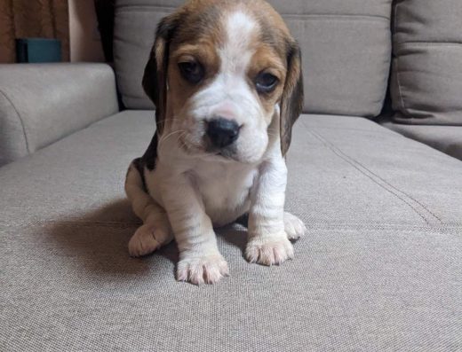 Бігль: Цуценята готові до переїзду