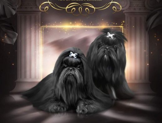 Ши-Тцу: Шикарні цуценята з документами КСУ