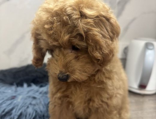 Мальтіпу F2: Цуценята дизайнерської породи