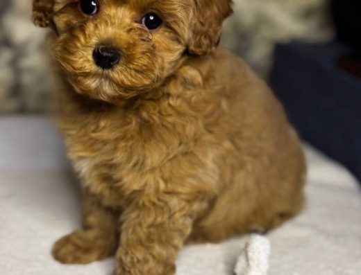 Мальтіпу: Дівчинка яскравого забарвлення Red