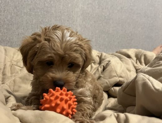 Мальтіпу: Хлопчик міні у Бучі