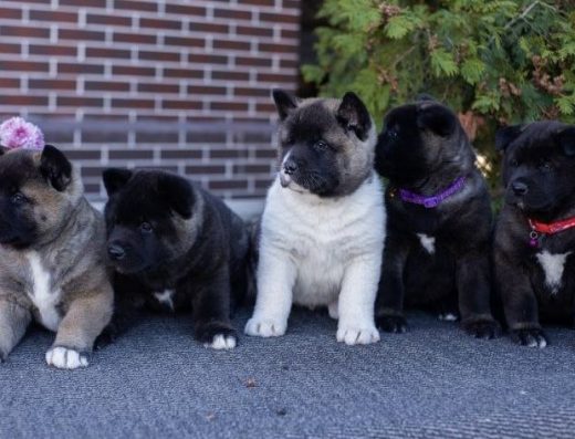 Американська акіта: Цуценята від породних батьків