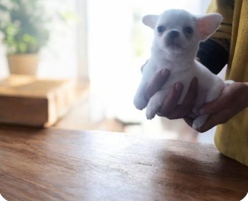 Солодкий чихуахуа для сім’ї!