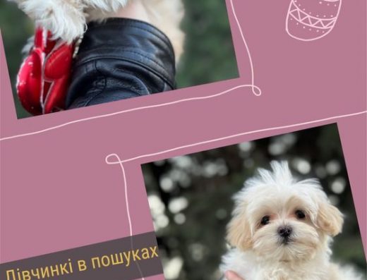 Дівчінки мальтипу ф1