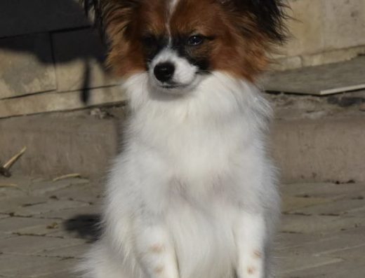 Яскравий соболиний хлопчик