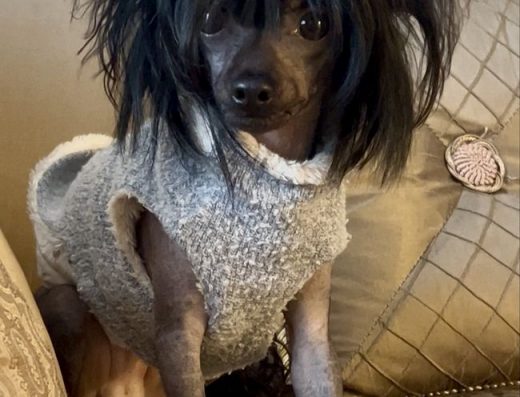 Китайська хохлата собака: Голий хлопчик Рома