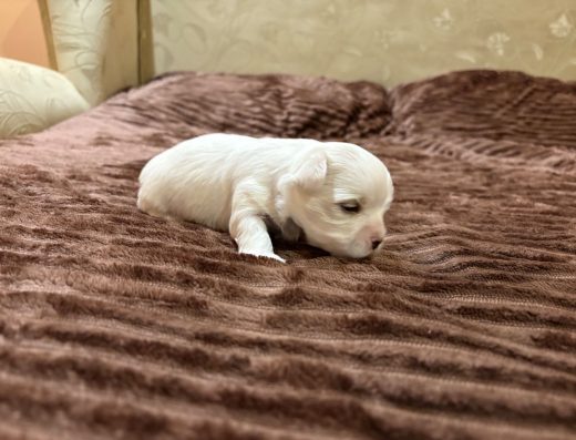 Мальтійська болонка: Чудовий хлопчик у пошуках родини