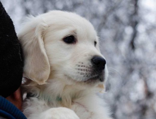 Золотистий ретривер: Цуценята з документами КСУ