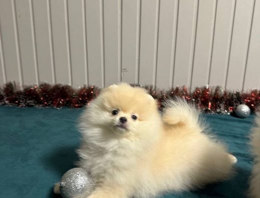 Померанський шпіц: Ідеальний малюк типу ведмежа