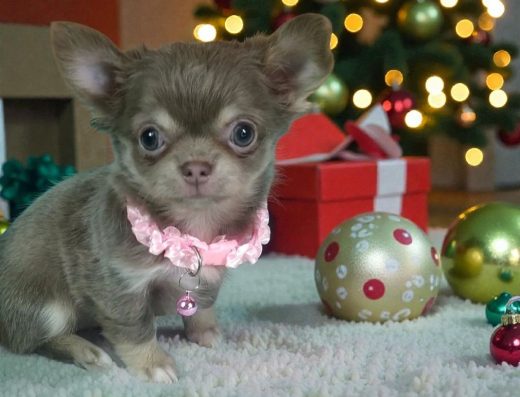 Чихуахуа: Довгошерста лілова дівчинка