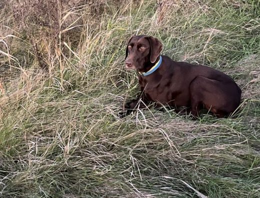 Курцхаар: Цуценята від робочих батьків