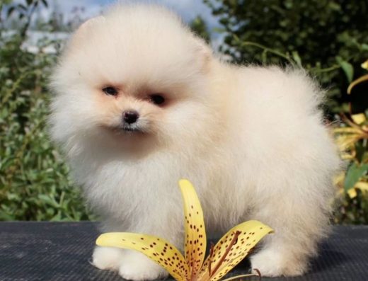 Померанський шпіц: Шикарні міні малюки