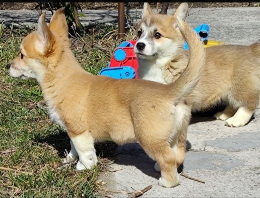 Вельш-коргі пемброк: Шикарні малюки для вашої родини