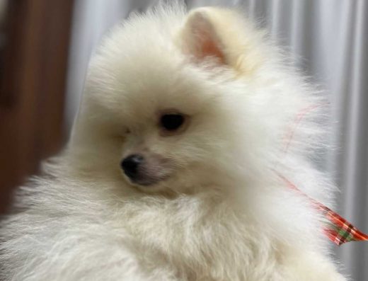 Померанський шпіц: Плюшеві хлопчики для вашої родини