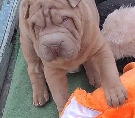 Шарпей: Хлопчик унікального забарвлення ізабелла дільют