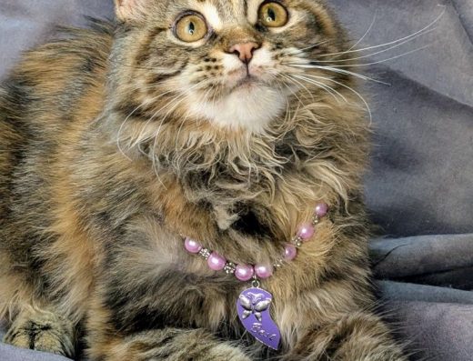 Мейн-кун: Велика дівчинка у лісовому черепаховому забарвленні