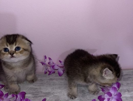 Золота шиншила: Кошенята з документами