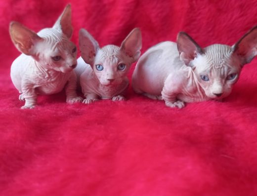 Бамбіно: Кішечки-такси з неймовірним характером