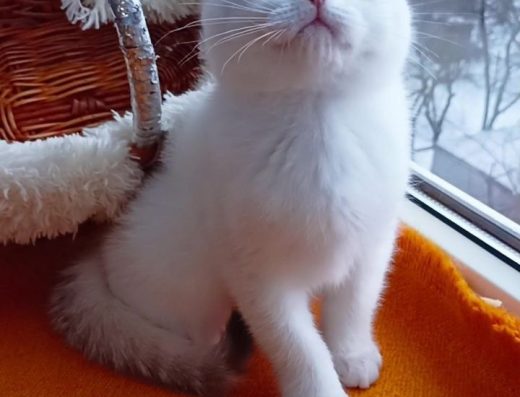 З блакитними очима. Шотландський котик поінт