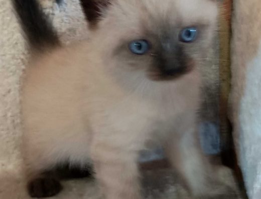 Сіамські кошенята