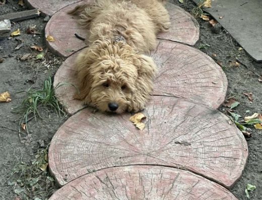 Голдендудель, Лабродудель: Гарні малюки для вашої родини